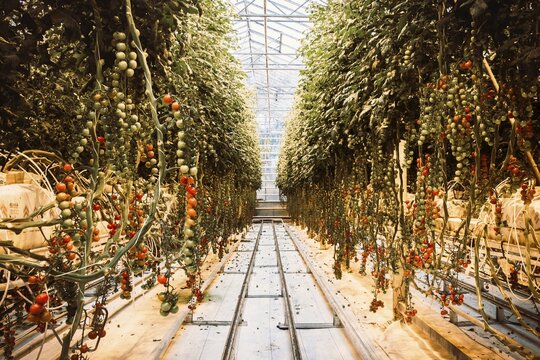 South Iceland-2nd march, 2023: tomato plants and paths in Fridheimar-visitors friendly tomato farm greenhouse.Icelandic vegetable fresh produce and Agriculture business in Iceland