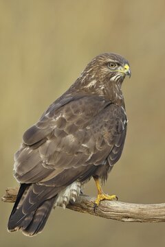 Common buzzard (Buteo buteo), sitting on a branch, Wilnsdorf, North Rhine-Westphalia, Germany