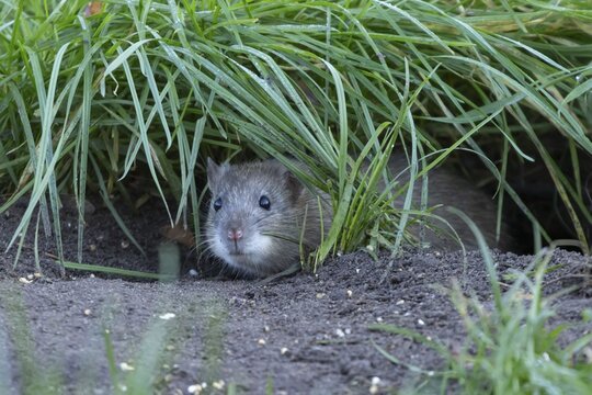Brown rat (Rattus norvegicus) adult rodent animal looking out from a burrow hole in grassland, England, United Kingdom