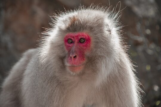 Japanese macaque (Macaca fuscata), animal portrait, wildlife, Yamanouchi, Nagano Prefecture, Honshu Island, Japan