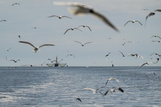 Crab cutter, seagulls, North Frisia, Schleswig-Holstein, Germany
