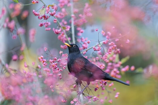 A common blackbird (Turdus merula) sits in a European spindle tree (Euonymus europaeus), and eats the fruit