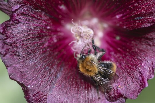 Field bumblebee (Bombus pascuorum) on a hollyhock flower, Emsland, Lower Saxony, Germany