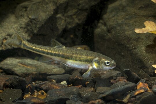 Bitterfish, minnow, Eurasian minnow, minnow, prille, phoxinus phoxinus, common minnow, fish, fishes, rivers, pisces