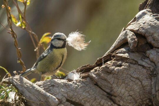Blue tit, parus caeruleus, birds, feathers, tits, nest building, passeri, songbirds, tits, birds