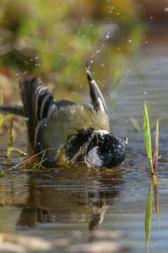 Great tit, great tit, parus major, bath, bird bath, birds, high size, portrait format, tits, passeri, songbirds, tits, drinking water, birdbath, birds, watering place
