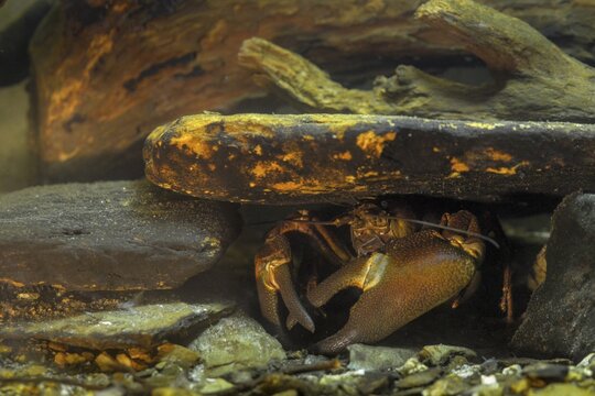 American crayfish, astacoid, astacus leniusculus, crayfish, Californian crayfish, pacifastacus leniusculus, signal crayfish