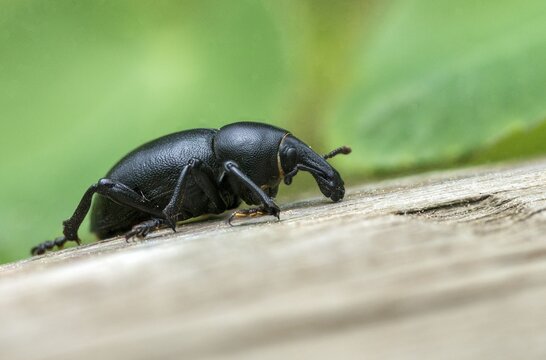 Carrot weevil, curculionidae, chervil weevils, liparus coronatus, weevils, beetles, coleoptera, insects, beetles