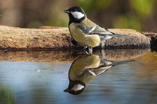 Great tit, great tit, parus major, bath, bird bath, birds, tit, passeri, songbirds, songbirds, tits, potions, birdbath, birds, watering place