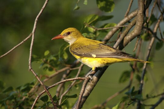 Golden oriole, oriolus oriolus, birds, Bulgaria, female, passeri, songbirds, songbirds, birds, female