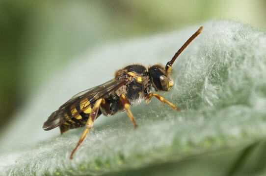 Hymenoptera, Lathbury's Nomad, Nomada Lathburiana, redheaded wasp bee, insects, wild bees