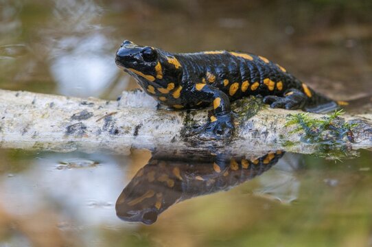 Fire salamander, salamandra salamandra, amphibians, amphibians, caudata, amphibians, amphibians, amphibians, mirror, tail amphibians, mirror image