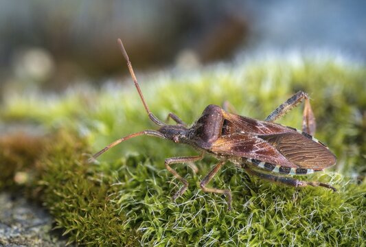 American pine bug, American cone bug, heteroptera, Leptoglossus occidentalis, neobiota, insects, pine bug, neozoon, bedbugs, western conifer seed bug, cone bug