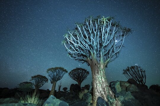 Quiver trees (Aloe dichotoma), night shot with starry sky, quiver tree forest in Garaspark near Keetmanshoop, Karas Region, Namibia