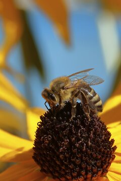 European honey bee (Apis mellifera), collecting nectar from a flower of yellow coneflower (Echinacea paradoxa), Wilden, North Rhine-Westphalia, Germany