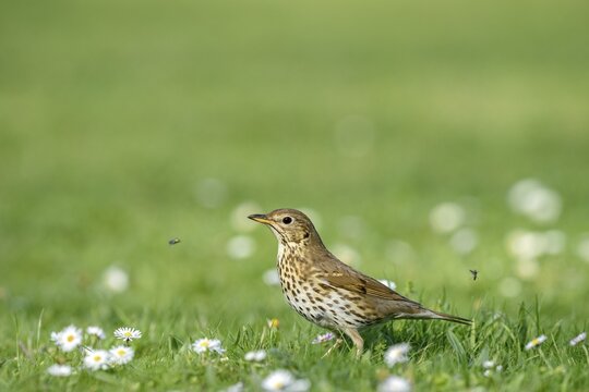Song Thrush (Turdus philomelos) in flower meadow, Burgenland, &Ouml;sterreich