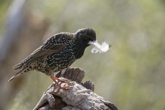 Star, Starling, Sturnus Vulgaris, Birds, Feather, Nest Building, Passeri, Songbirds, Birds
