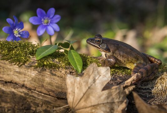 Agile frog, common hepatica, buttercup family, hepatica nobilis, liverwort, rana dalmatina, ranunculaceae, jumping frog, amphibians, amphibians, flora, frog, frogs, spring, liverwort, amphibians, plants, spring