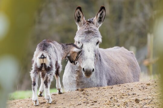 Friendship without borders. A domestic donkey (Equus asinus) and a Tauernschecke goat (Capra aegagrus hircus) cuddle together. Captive, Bavaria, Germany