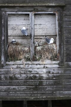 Black-legged Kittiwake, Black-legged Kittiwake, Norway, Rissa Tridactyla, Varanger, Birds, Breed, Brut, Breeding Colony, Charadriiformes, Gulls, High Size, Portrait, Colony, Limikolen, Seagulls, Nest, Birds
