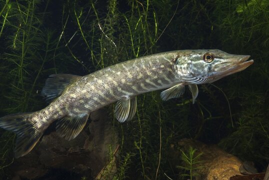 Esox Lucius, pike, pike, predatory fish, fishes, northern pike, pisces