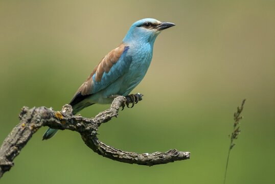 Blue racke, coracias garrulus, European roller, scooter, birds, Bulgaria, coraciidae, racken, birds