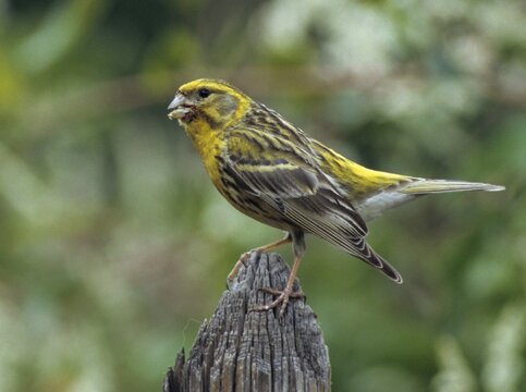 European Serin, serine, serinus serinus, birds, garden fence, garden fence, male, passeri, songbirds, birds