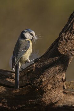 Blue tit, parus caeruleus, birds, feather, high size, portrait format, tits, nest building, passeri, songbirds, tits, birds
