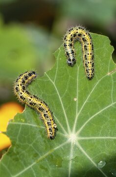 Large cabbage whitening, large white, Pieris brassicae, butterfly, high size, portrait, insects, caterpillar, butterfly, butterflies