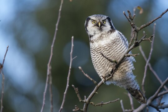 Hawk owl, sparrow owl, surnia ulula, birds, owls, northern hawk owl, owls, strigiformes, birds