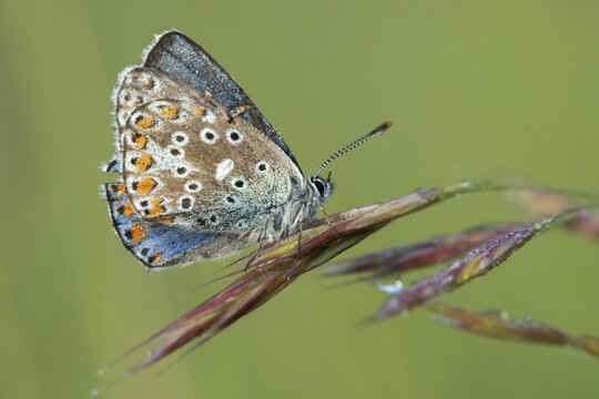 Adonis blue, sky blue blue, Lysandra bellargus, polyommatus bellargus, flew off, blue, butterfly, insects, butterfly, butterflies, butterflies