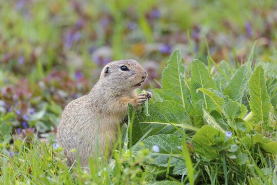 An adult ground squirrel (Spermophilus citellus) eats leaves and flowers on a cloudy day in a green meadow with tall vegetation. Austria