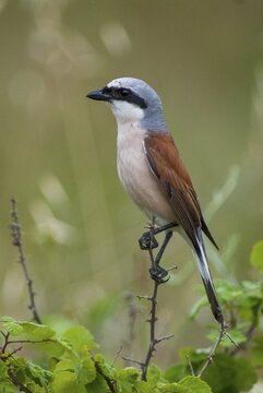 Lanius Collurio, red-backed shrike, redback shrike, birds, Bulgaria, high size, portrait format, male, passeri, songbirds, birds, shrikes
