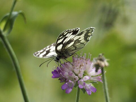 A delicate butterfly, the checkerboard butterfly (Melanargia galathea), perched on a purple flower against a green background, Goms, Canton of Valais, Switzerland