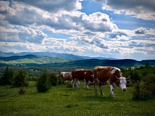 Naklejka premium Cows with brown and white coats graze in a lush green meadow near Uvac Canyon, Serbia. The landscape features rolling hills and dense forests, with a backdrop of distant mountain ranges 