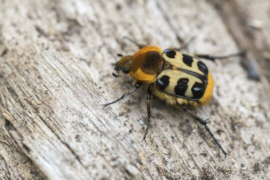 Bee beetle, leaf horn beetle, belted brush beetle, smooth-brained brush beetle, brush beetle, scarabaeidae, trichius gallicus, beetle, coleoptera, female, insects, beetles, female