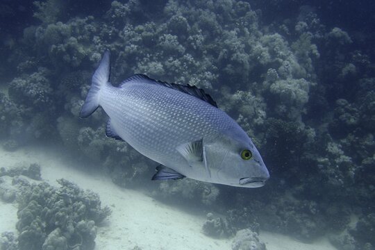 Two-spot red snapper (Lutjanus bohar), Dive Site House Reef, Mangrove Bay, El Quesir, Red Sea, Egypt