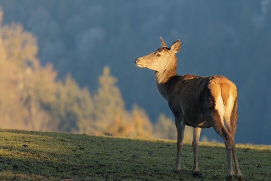 A female red deer (Cervus elaphus) stands in a meadow in the low light of a winter's day and looks back. A forest can be seen in the background