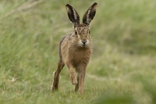 European brown hare (Lepus europaeus) adult animal running in grassland, England, United Kingdom