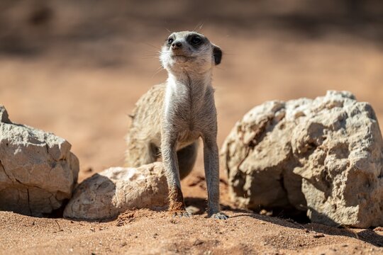 Meerkat (Suricatta suricata), Kgalagadi Transfrontier Park, Northern Cape, South Africa