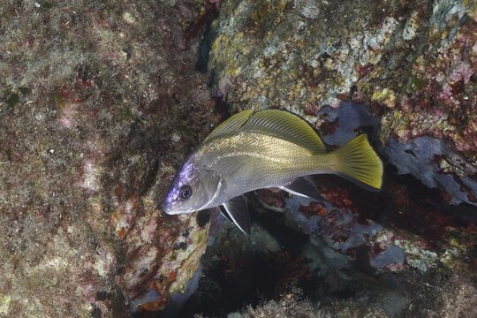 A fish with yellow fins, grey mullet (Sciaena umbra), swimming along a rocky underwater reef, dive site Giens Peninsula, Mediterranean Sea, Porquerolles, Provence, C&ocirc;te d'Azur, France
