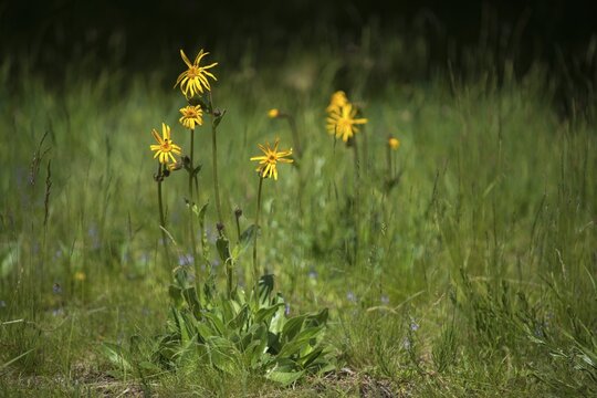 Arnica Montana, Arnica, Asteraceae, Mountain Welfare Rental, Daisy, Flora, Leopard's Bane, Mountain Arnica, Mountain Tobacco, Plants, Wolf's Bane