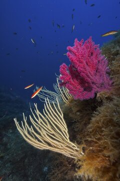 White gorgonian (Eunicella singularis) and Violescent sea-whip (Paramuricea clavata) and fish in a colourful reef. Dive site Giens Peninsula, Provence Alpes C&ocirc;te d'Azur, France