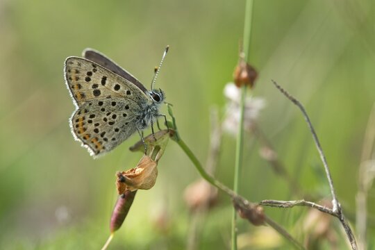 Brown moth, Lycaena tityrus, sulfur bird, sooty purple-edged copper, birds, butterfly, insects, butterfly, butterflies, butterflies
