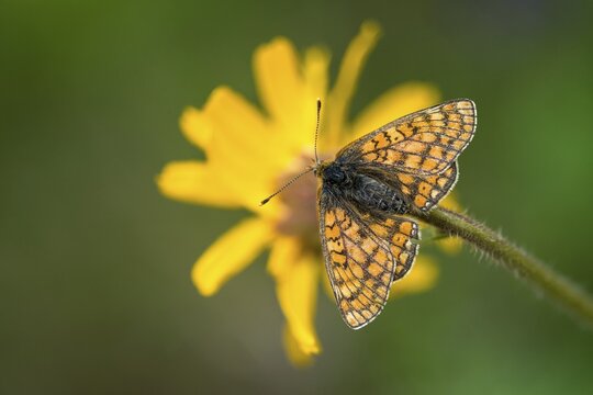 Bite tick moth, arnica montana, arnica, asteraceae, mountain welfare rental, euphydryas aurinia, eurodryas aurinia, golden cheek moth, daisy, marsh fritillary, melitaea aurinia, scabiotic tick moth, butterfly, flora, insects, leopard's bane, mountain arnica, Mountain tobacco, plants, butterfly, butterflies, wolf's bane