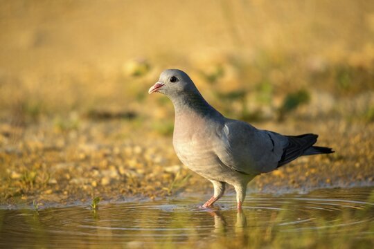 Columba Oenas, Holdove, Stock Pigeon, Bath, Bathe, Bird Bath, Birds, Columbidae, Doves, Doves, Potions, Birdbath, Birds, Watering Place