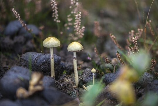 Agaricus coprophilus, Deconica coprophila, dung-bald head, geophila coprophila, dung bald head, dung-loving bald head, psilocybe coprophila, dung, dung-loving psilocybe, fungi, fungus, droppings, dung, horse manure, mushrooms