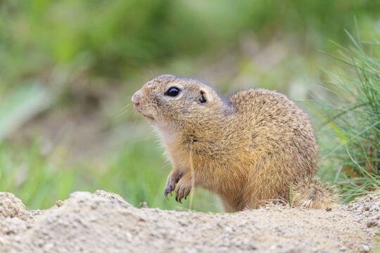 A fully grown ground squirrel (Spermophilus citellus) sits on gravel next to green vegetation on a cloudy day in hilly terrain. Austria