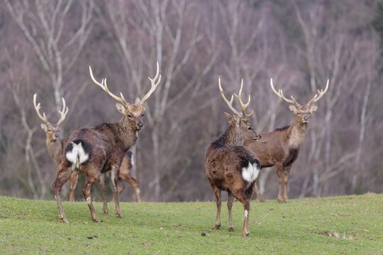 Four Japanese sika deer (Cervus nippon nippon) are standing in a meadow in hilly terrain. A forest can be seen in the background