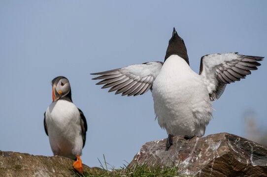 Alca Torda, Norway, Razorbill, Tordalk, Varanger, Alcidae, Alkenv&ouml;gel, Birds, Lesser Auk, Razor-billed Auk, Birds, Waterbirds